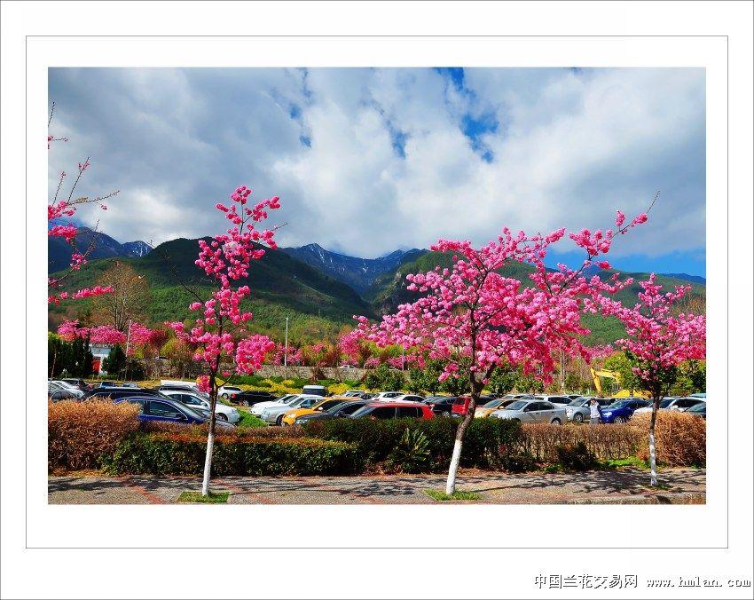 大理学院的樱花开了-摄影书画-中国兰花交易网