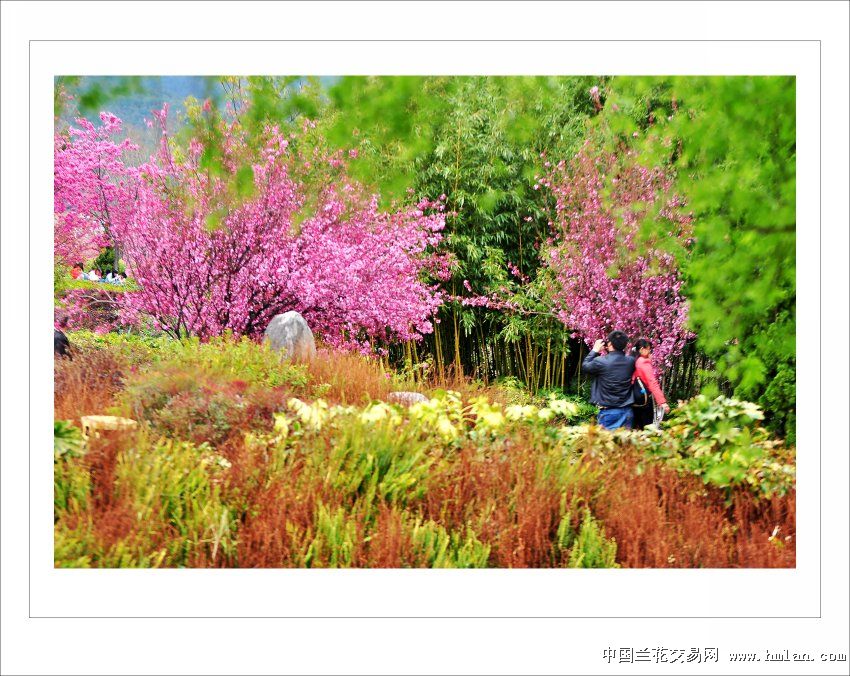 大理学院的樱花开了-摄影书画-中国兰花交易网