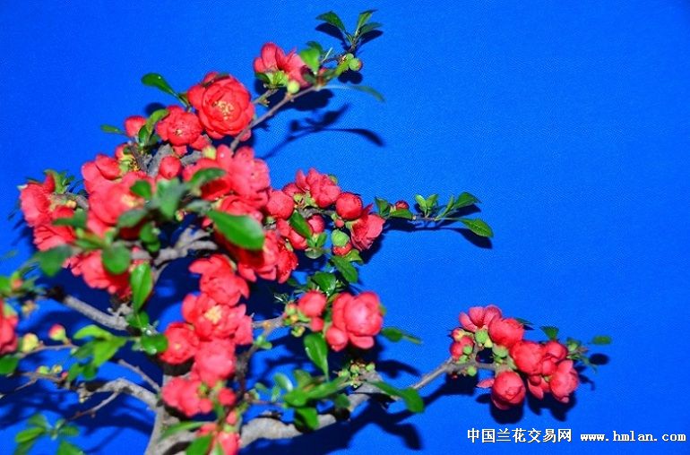 海棠花-盆景园艺-中国兰花交易网社区