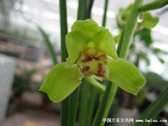 2014年老朵云花开-蕙兰篇-中国兰花交易网社区