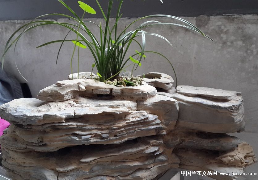 我做的兰花小盆景。-以兰会友-中国兰花交易网