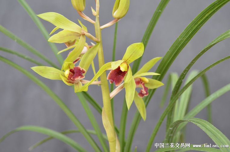 蕙兰九华红素