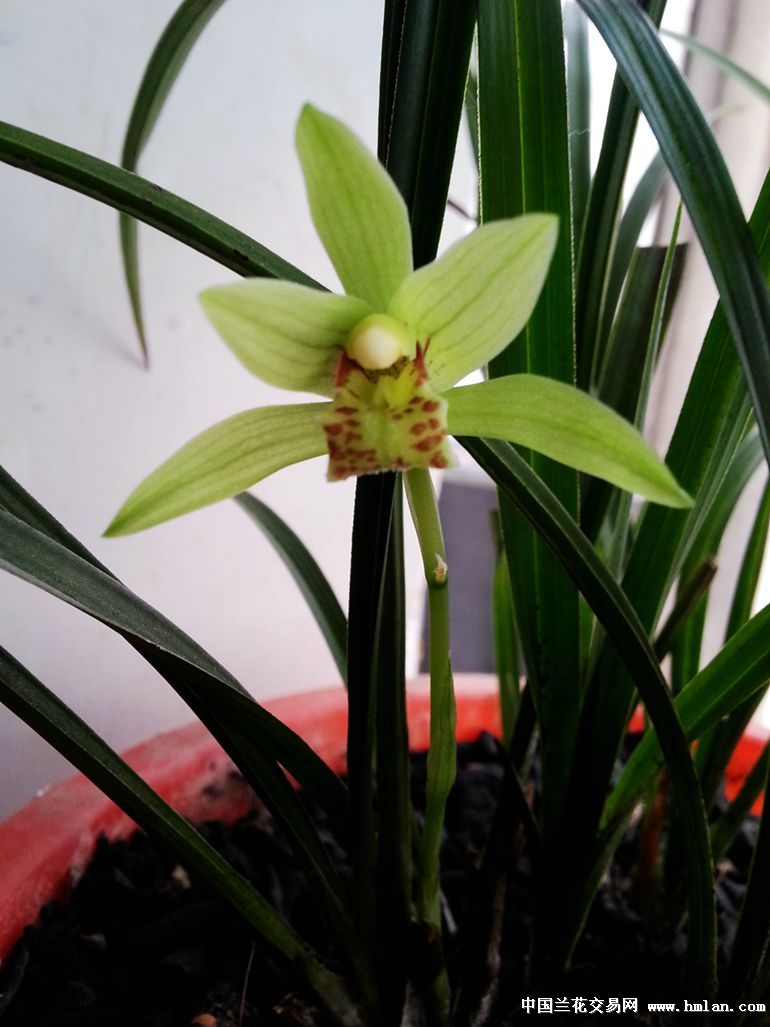 宝贝壹枝独秀矮种送春小灵荷