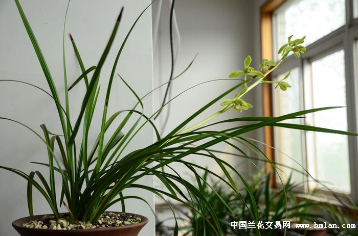 2014年 大一品 老极品-春兰篇-中国兰花交易网社区
