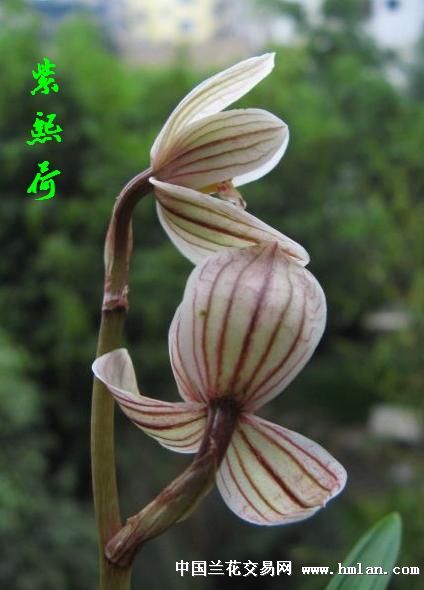 紫熙荷--大壮苗! - 中国兰花交易网