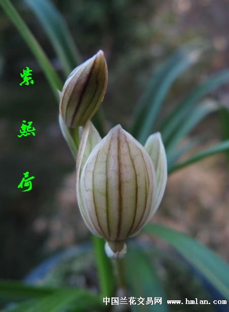 紫熙荷--大壮苗! - 中国兰花交易网