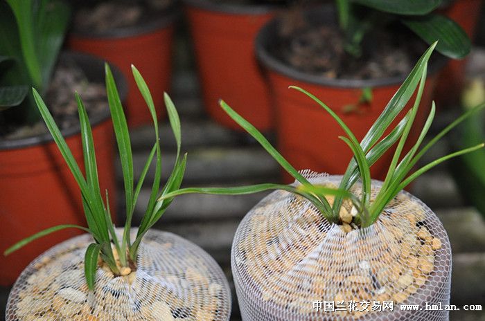 君子兰换草上盆-茶余兰后-中国兰花交易网社区