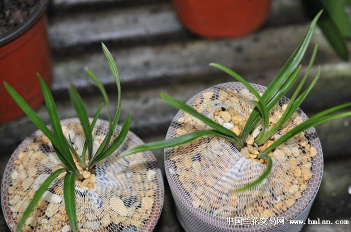 君子兰换草上盆-茶余兰后-中国兰花交易网社区