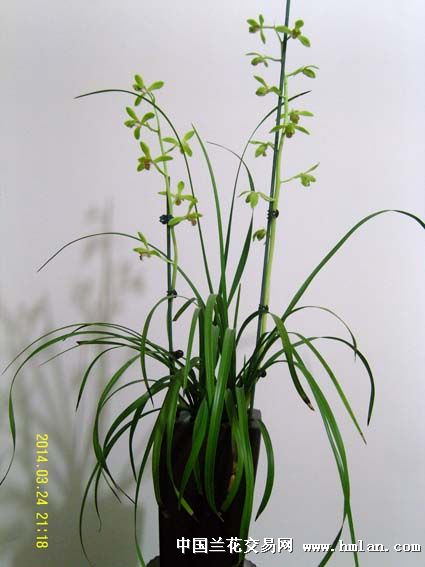 素心若雪--大一品-蕙兰篇-中国兰花交易网社区