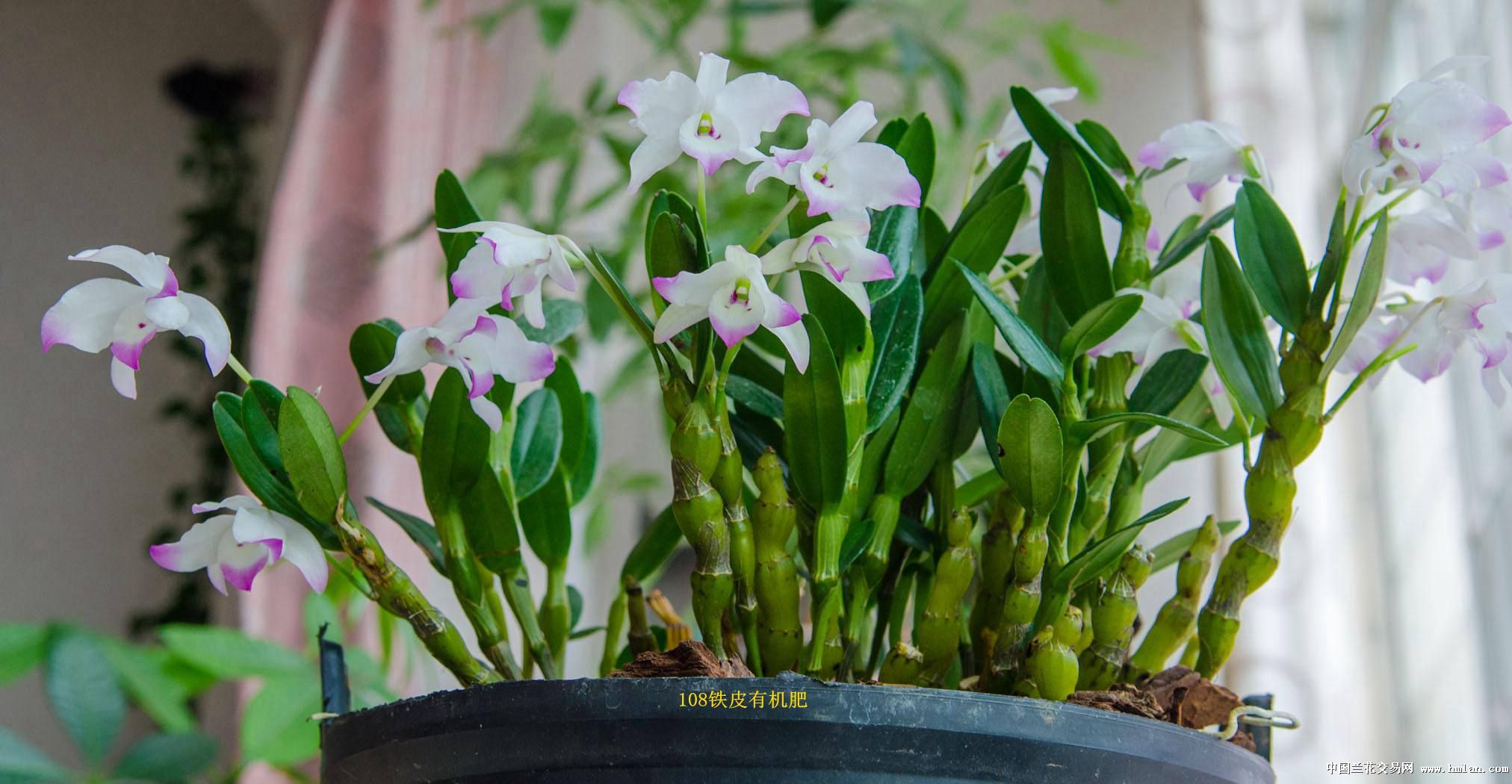 美丽的金钗石斛花和丑陋的盆-石斛兰-中国兰花交易网社区
