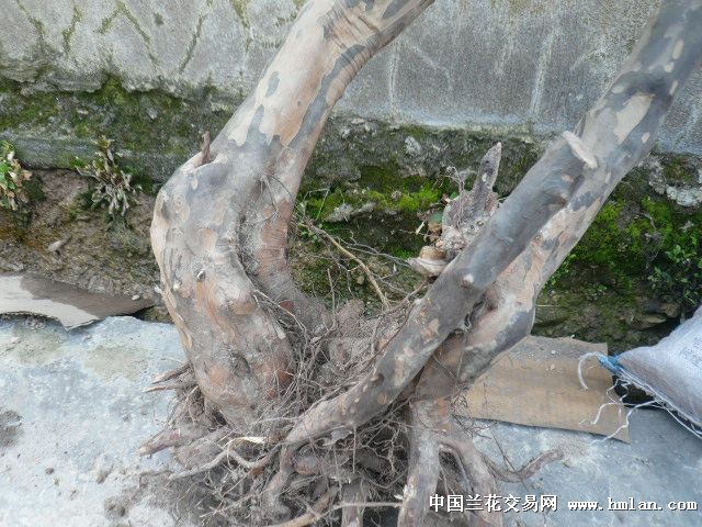 大雀梅-盆景园艺-中国兰花交易网社区