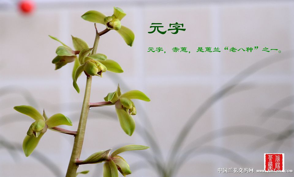 2014"我爱蕙兰-元字花开-蕙兰篇-中国兰花交易网社区