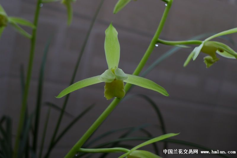 分分草