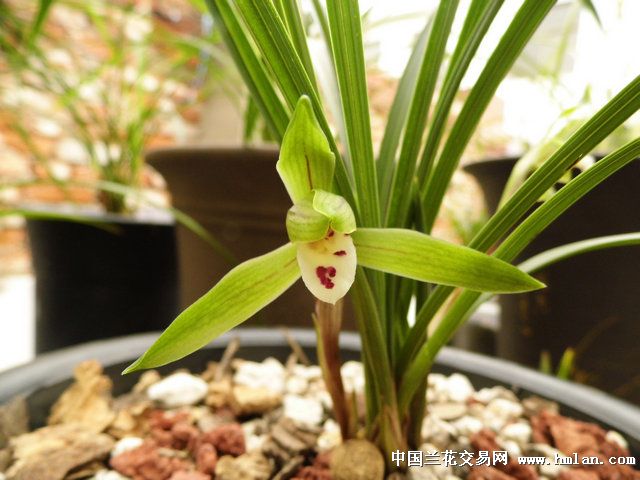 行花与水仙 本是同根生-春兰篇-中国兰花交易网