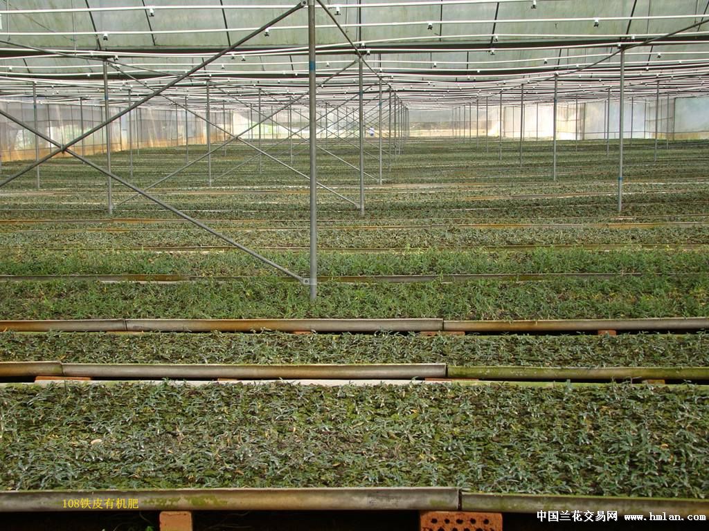 浅谈铁皮石斛种植基质之青苔-石斛兰-中国兰花