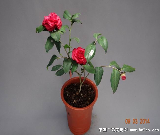 茶花花仙子带花苞高40公分(06)