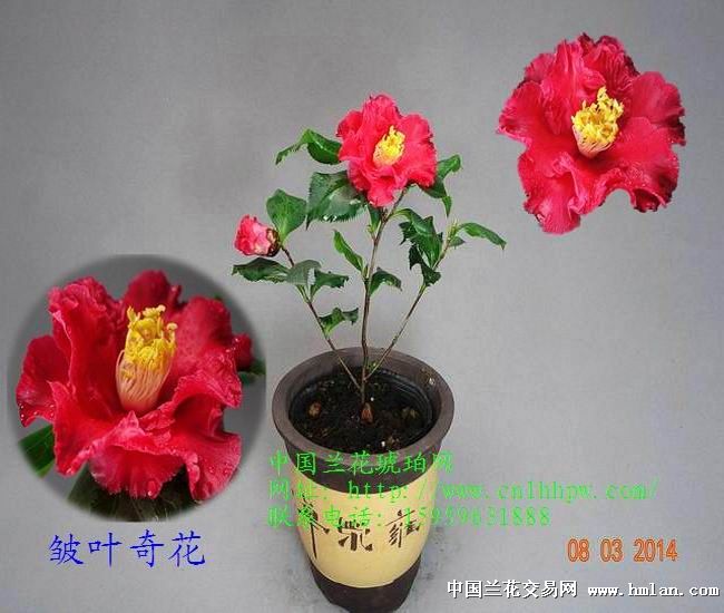 軨Ҷ滨23(07)