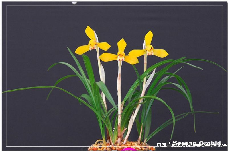 【故步自封的反省】日韩春兰品种集(11日凌晨