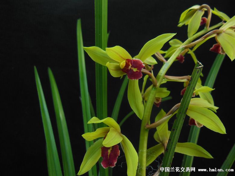 (蕙兰红舌)漂亮!2苗 1头!1花盛开中!