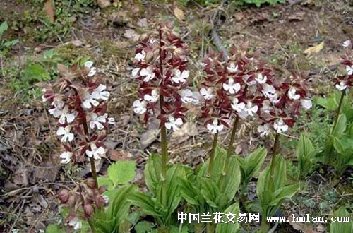 湖南张家界及其周边的部分兰科植物图片和名称
