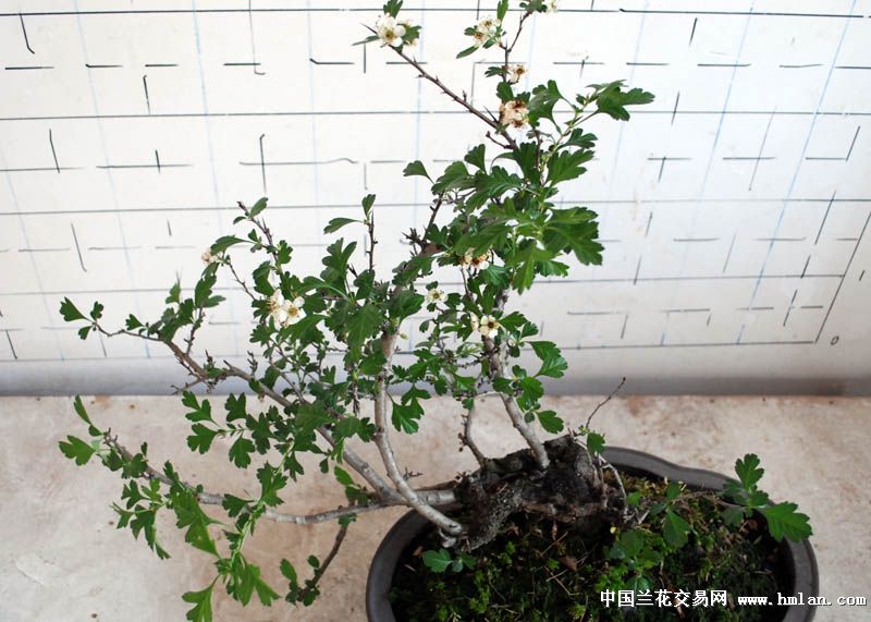 雀梅发芽山楂开花