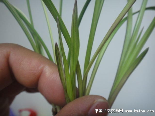 新种【豆瓣艺草】 - 中国兰花交易网