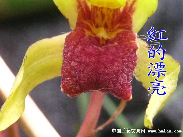刚下山蕙兰高档红舌素