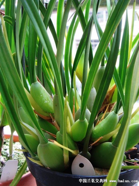 腋唇兰原生种-Max.variabilis-热带兰-中国兰花交