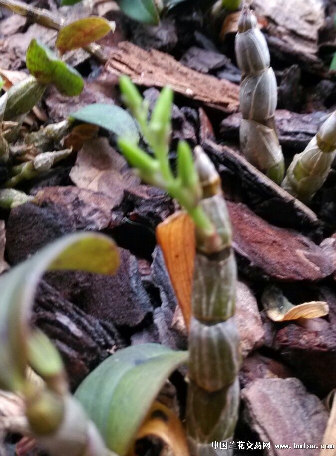 什么时候可以开花呢?-石斛兰-中国兰花交易网