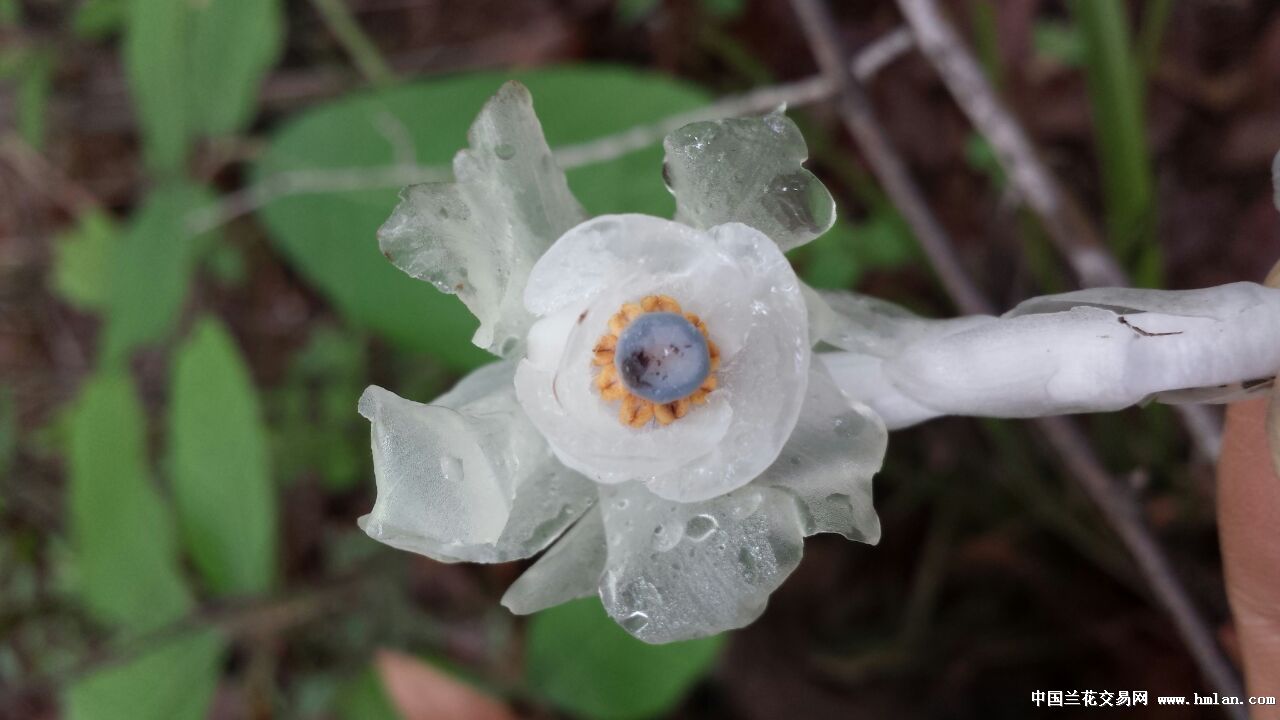 难得一见的水晶兰-其他花卉-中国兰花交易网