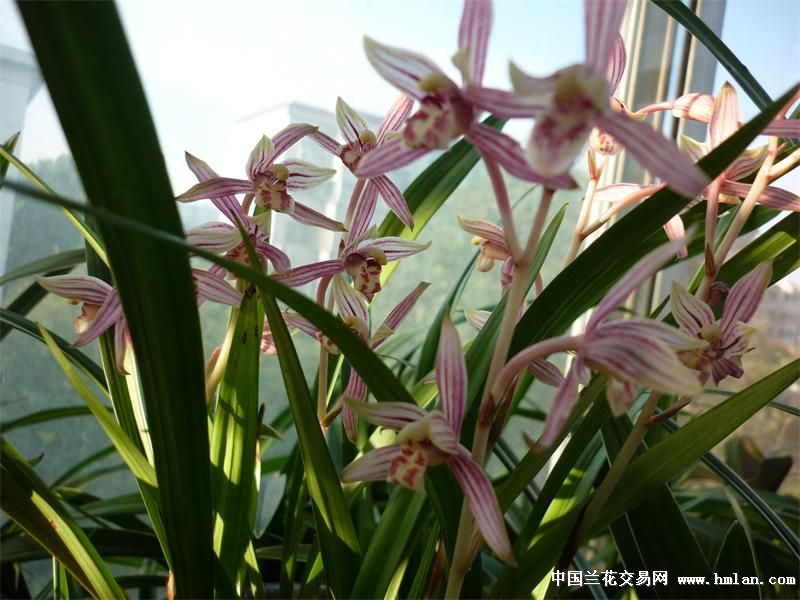 很想看看建兰绿鸟嘴的花花开品照!-石斛兰-中国兰花交易网社区