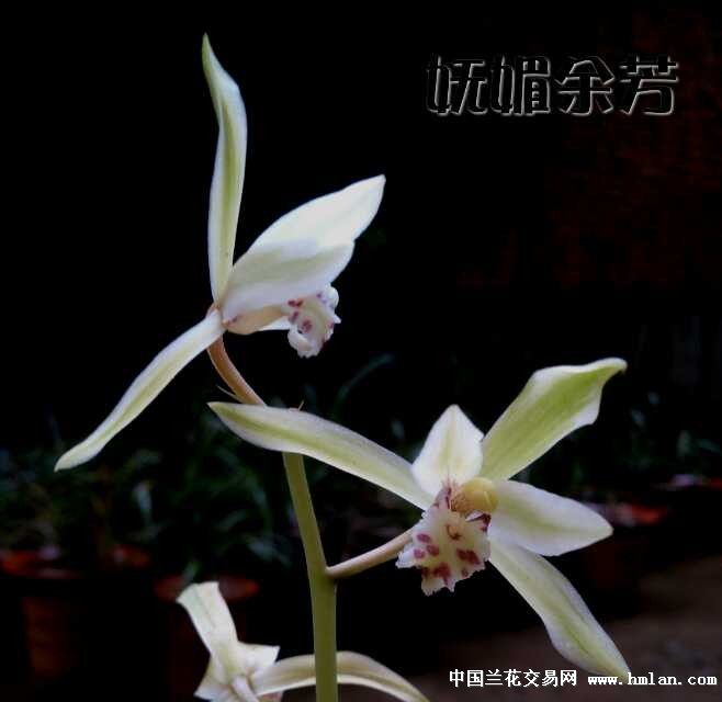 水晶花-蕙兰篇-中国兰花交易网社区