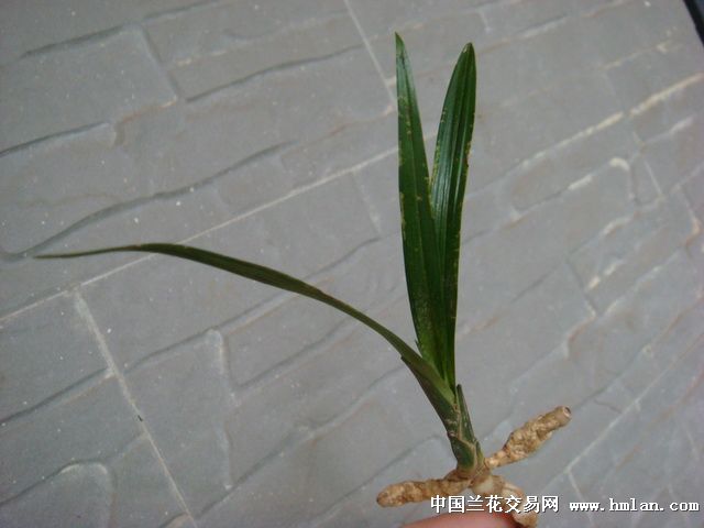 好品"皮草,头型,晶斑"——春剑龙根草 - 中国兰花交易