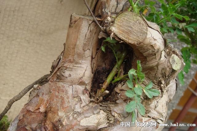 盆景树(刺梨带花苞-2),说明下有补图