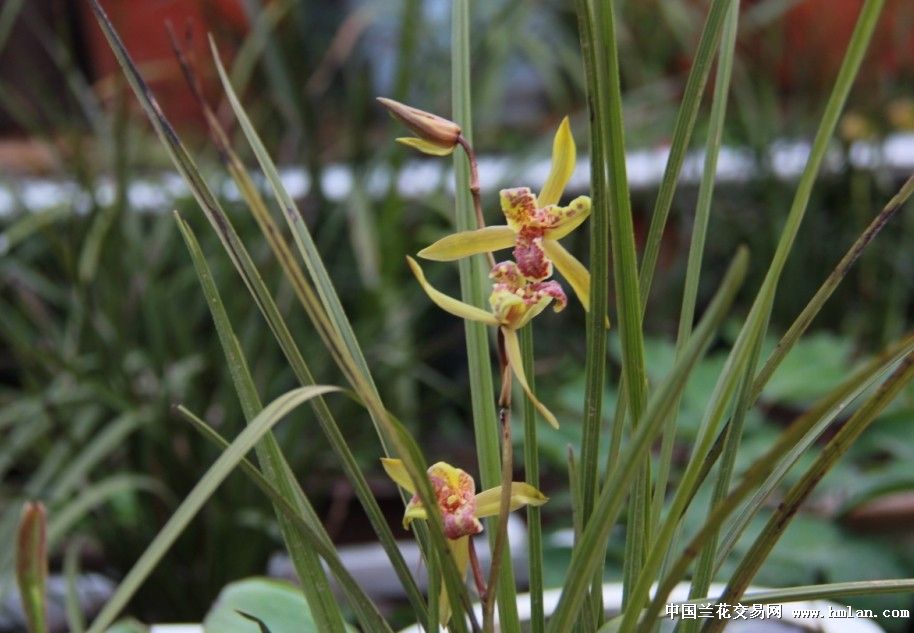 去年带回的两盆三心蝶复花,请指正