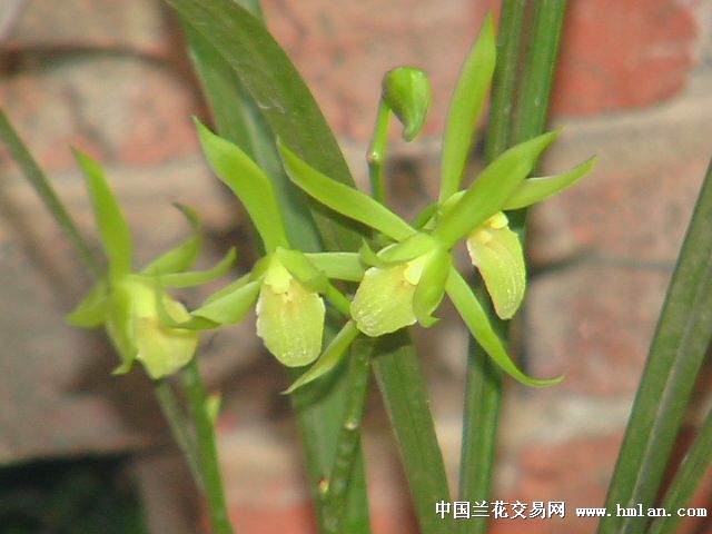 夏寒兰