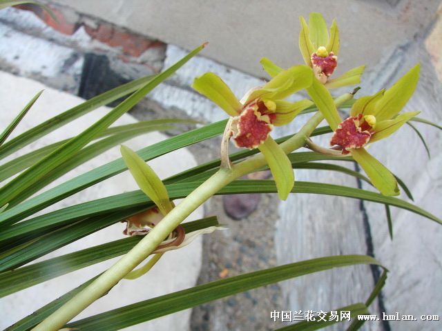 漂亮蕙兰漂亮红舌