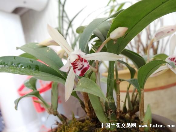 兔耳兰开了,请欣赏
