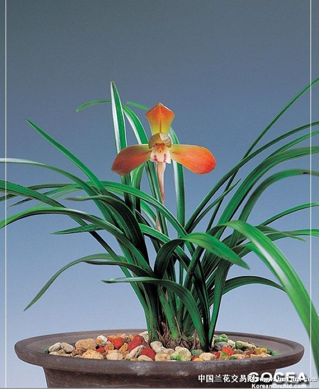 【故步自封的反省】日韩春兰品种集(11日凌晨