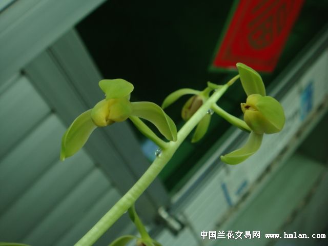 荡字 带现花 - 中国兰花交易网