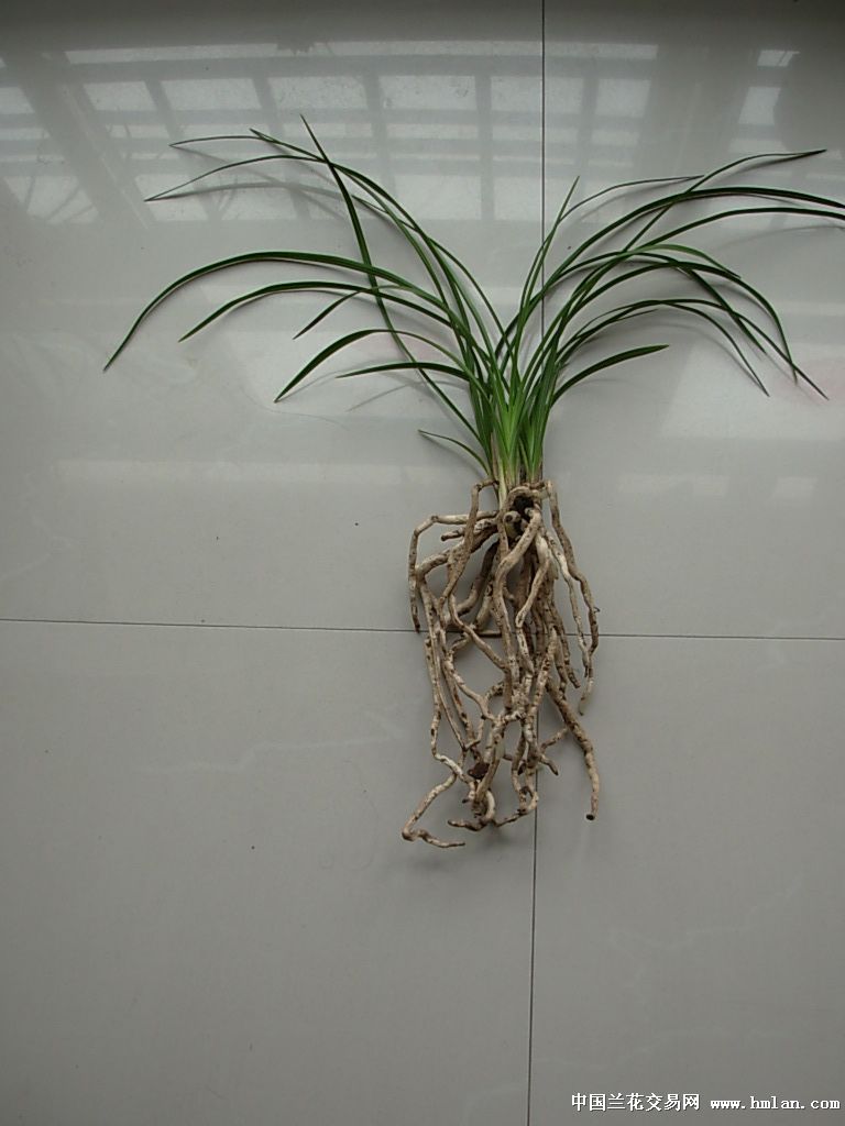 洞岙水仙分盆喽,根象面条-蕙兰篇-中国兰花交易网社区
