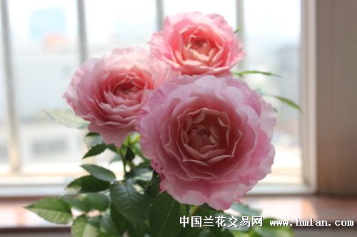 阳台月季-其他花卉-中国兰花交易网社区