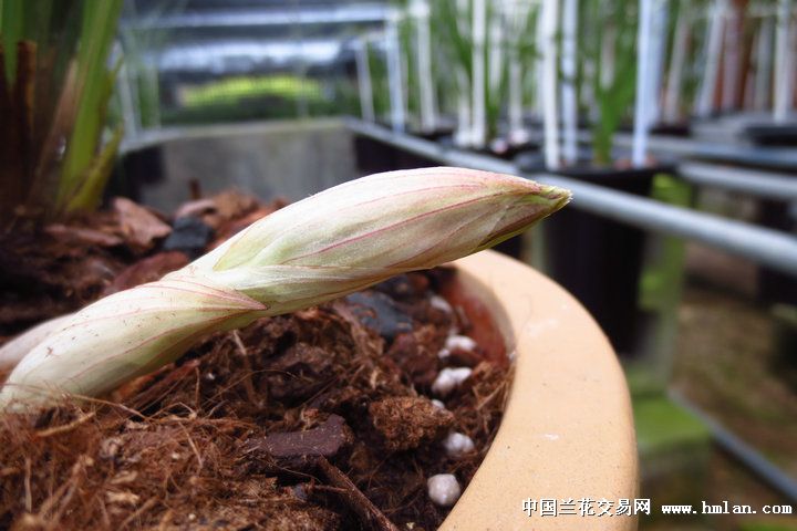 关顶花开-蕙兰篇-中国兰花交易网社区