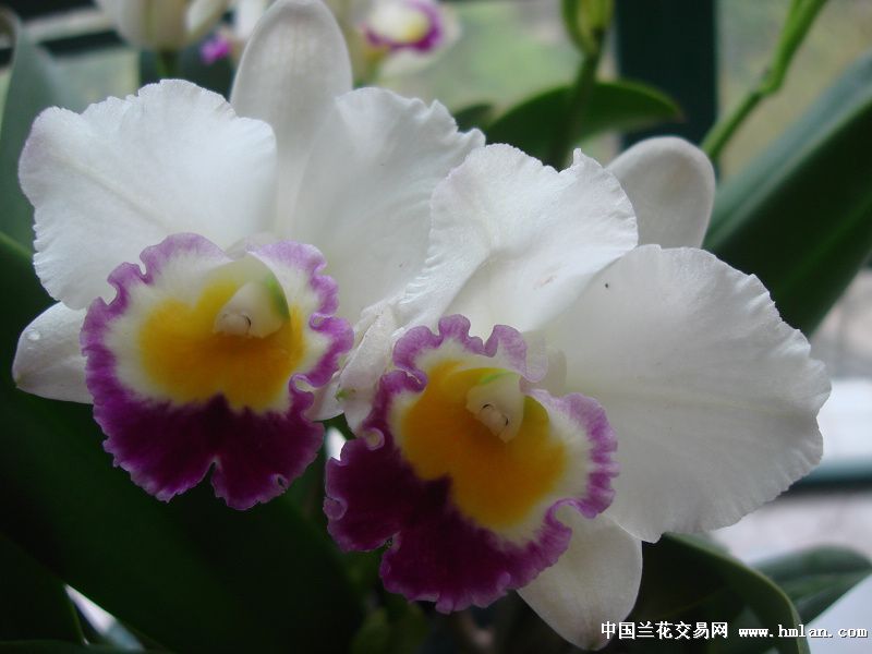 【繁花似锦看珍珠-热带兰-中国兰花交易网社区