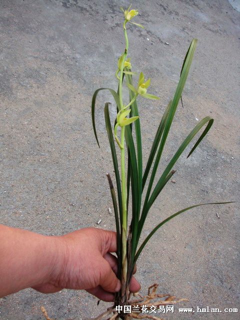 下山蕙兰灯芯杆荷形素