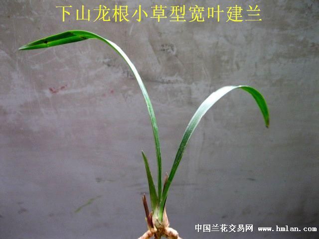 小草型宽叶建兰紫黑芽色花特征好赌草