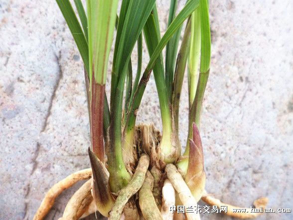 基部红彩红草芽春剑好赌草