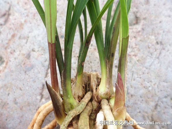 基部红彩红草芽春剑好赌草