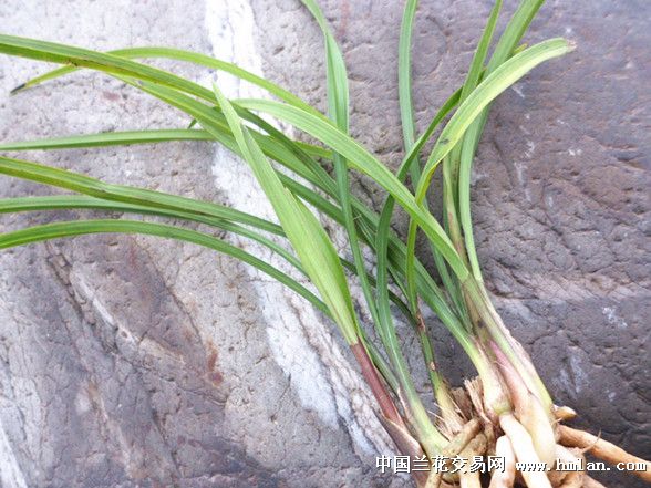 基部红彩红草芽春剑好赌草