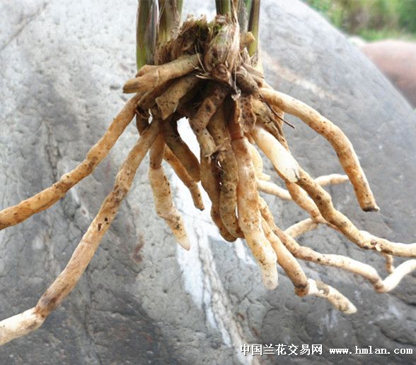 基部红彩红草芽春剑好赌草
